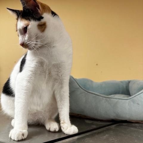 Enlarge Amber, a ADOPTABLE mixed breed in Antioch, CA image 5/6