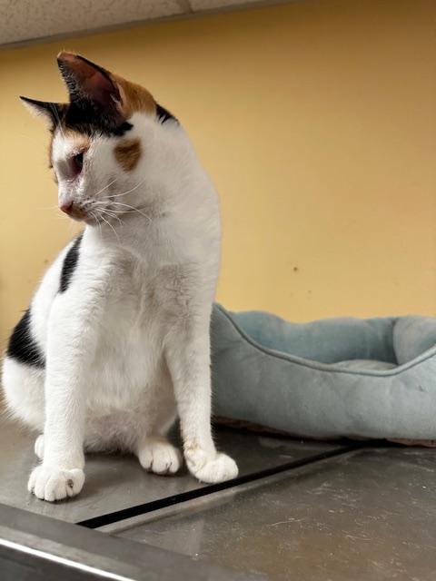 Enlarge Amber, a ADOPTABLE mixed breed in Antioch, CA image 5/5