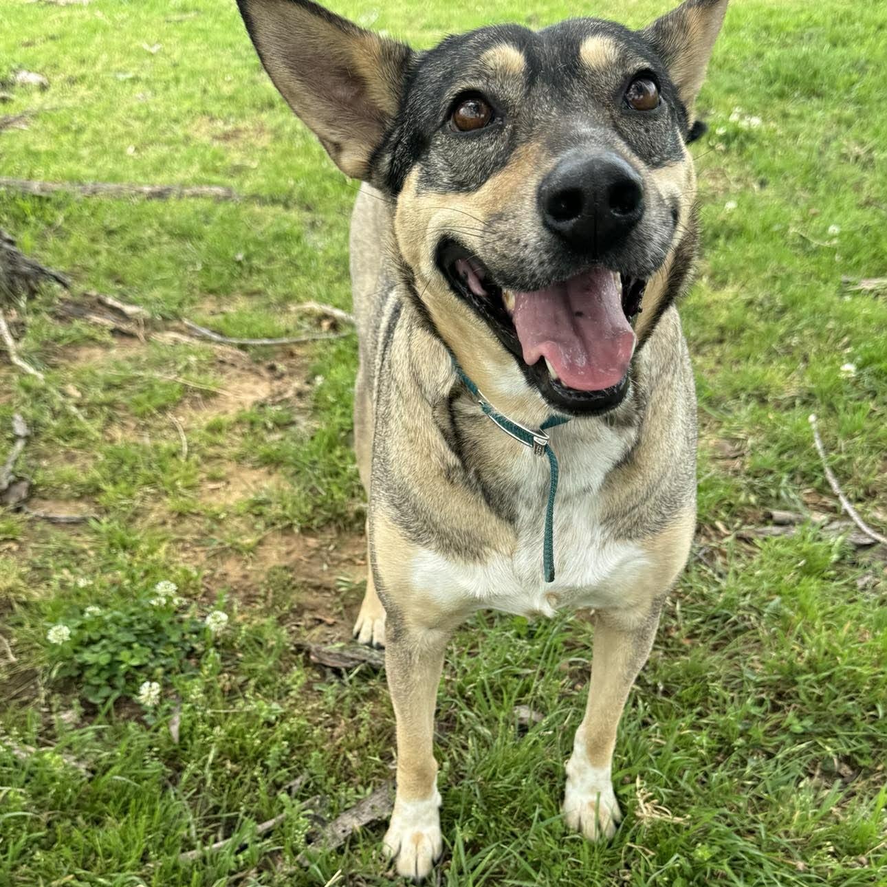 Enlarge Trinity, a Adoptable mixed breed in Andover, CT image 4/6