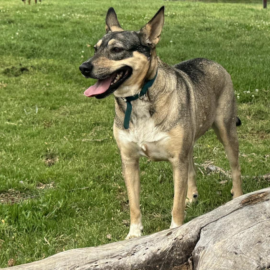 Enlarge Trinity, a Adoptable mixed breed in Andover, CT image 2/6
