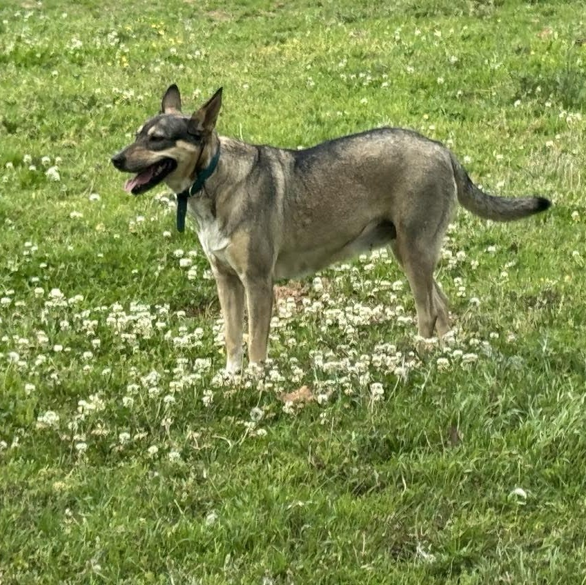 Enlarge Trinity, a Adoptable mixed breed in Andover, CT image 5/6