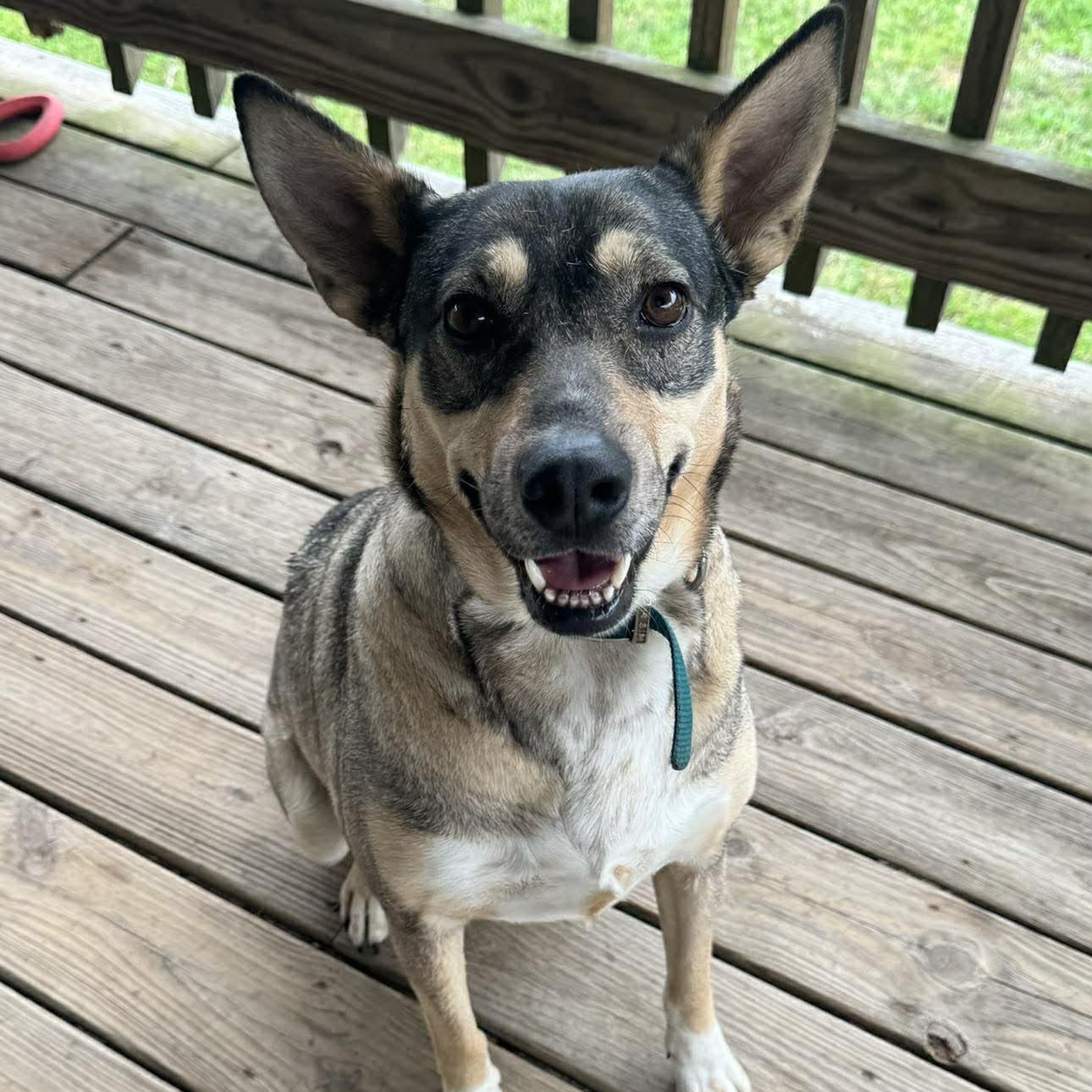 Enlarge Trinity, a Adoptable mixed breed in Andover, CT image 6/6