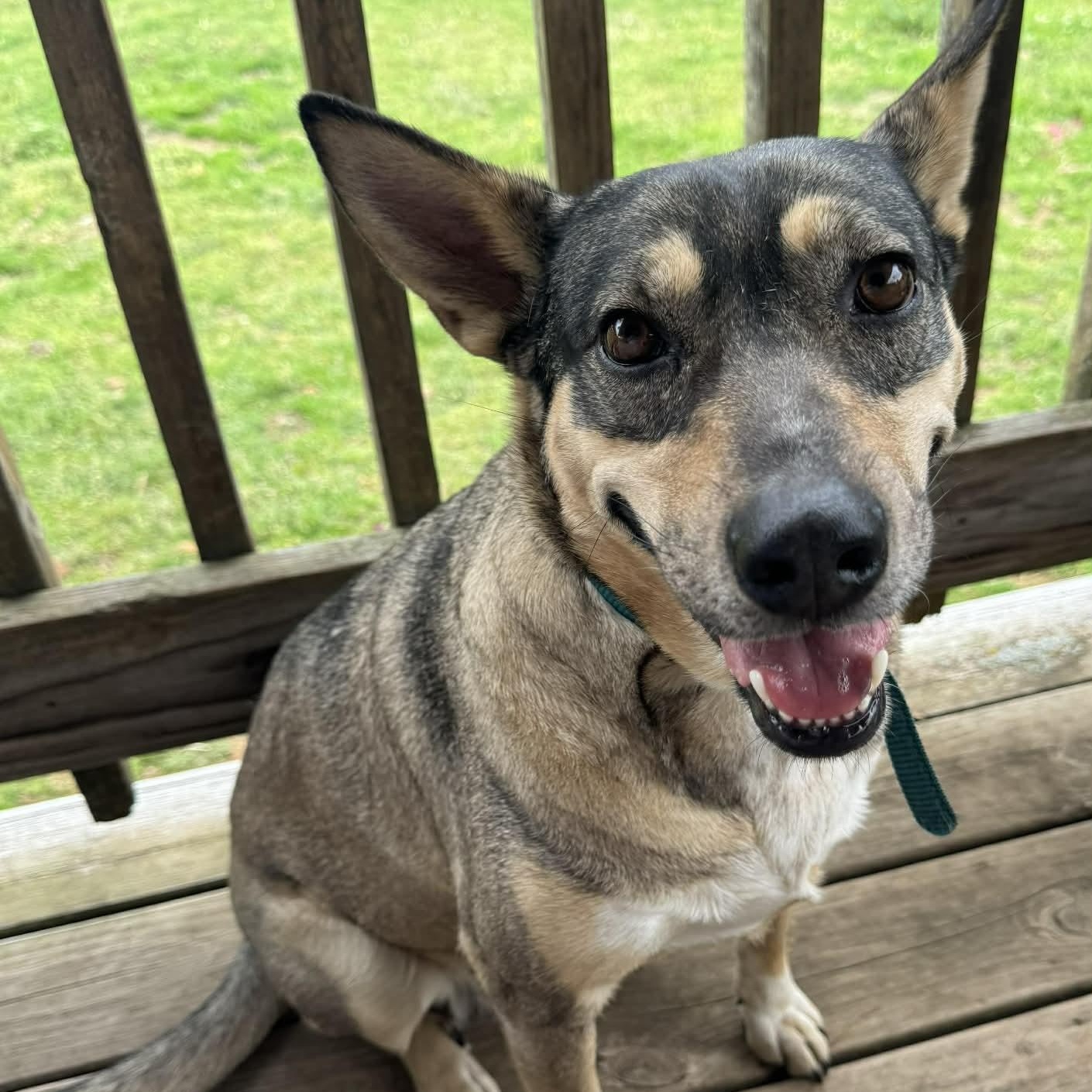 Enlarge Trinity, a Adoptable mixed breed in Andover, CT image 1/6