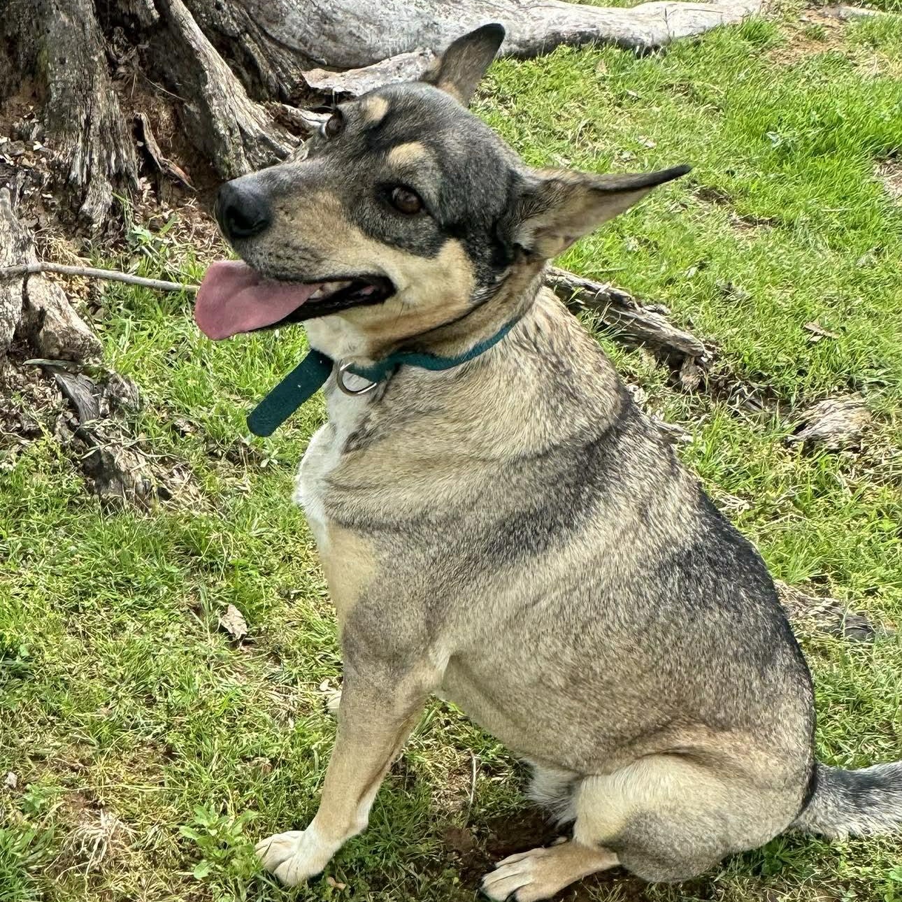Enlarge Trinity, a Adoptable mixed breed in Andover, CT image 3/6