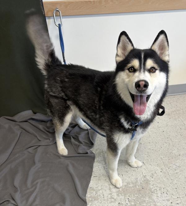 *Coldplay*, Adoptable, Adult Male Siberian Husky.