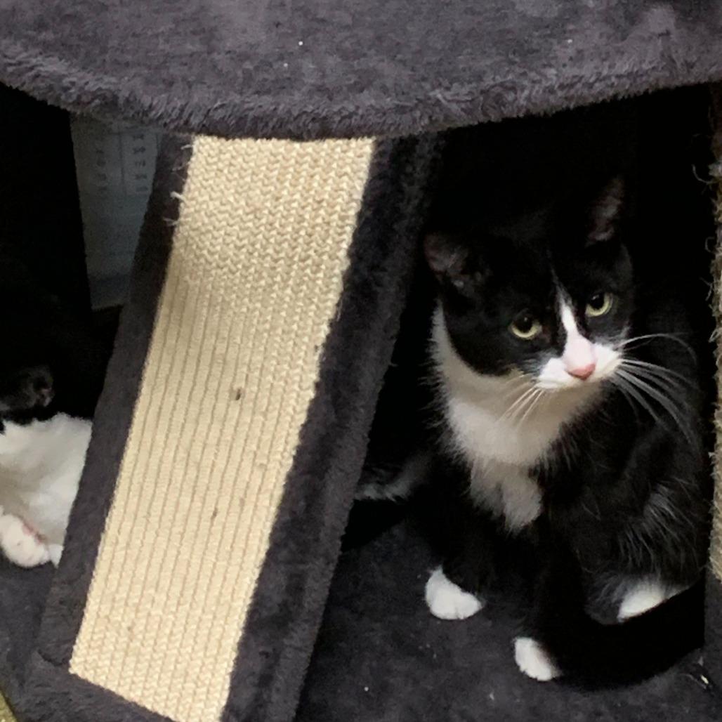 Cyndi, Adoptable, Young Female Domestic Short Hair.