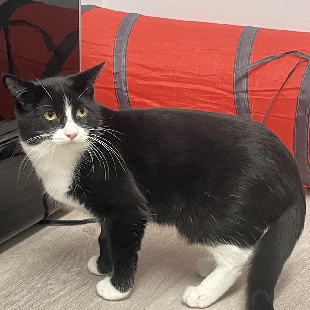 Cyndi, Adoptable, Young Female Domestic Short Hair.