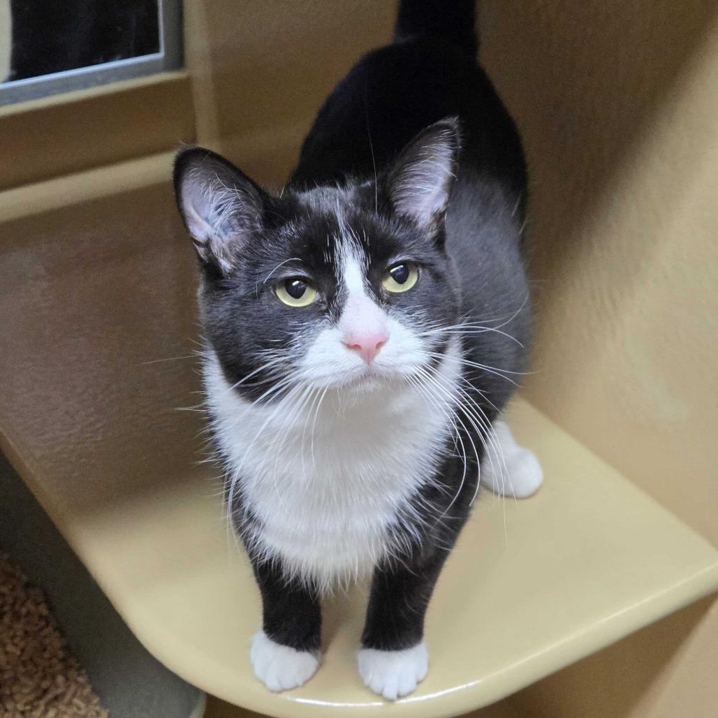 Enlarge Cyndi, a Adoptable Domestic Short Hair in Abbotsford, BC image 3/6