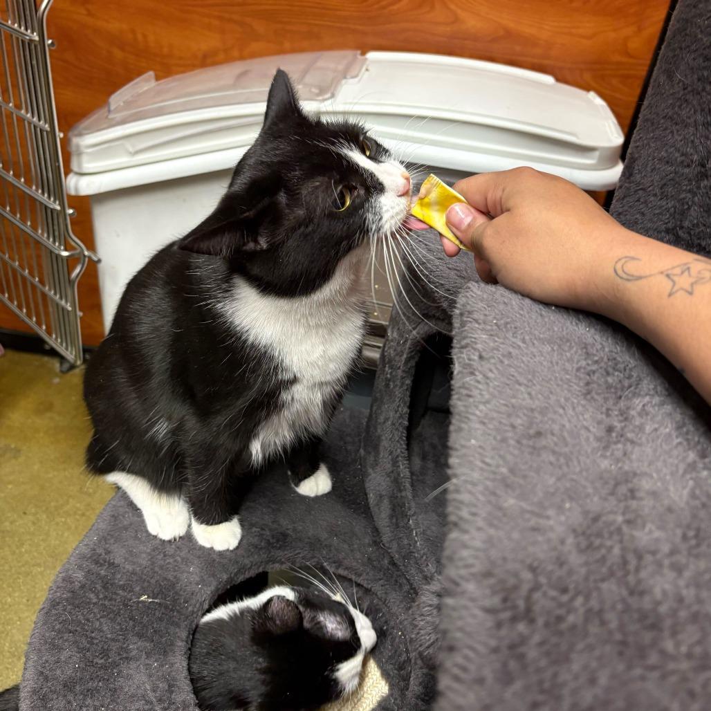 Enlarge Cyndi, a Adoptable Domestic Short Hair in Abbotsford, BC image 5/6