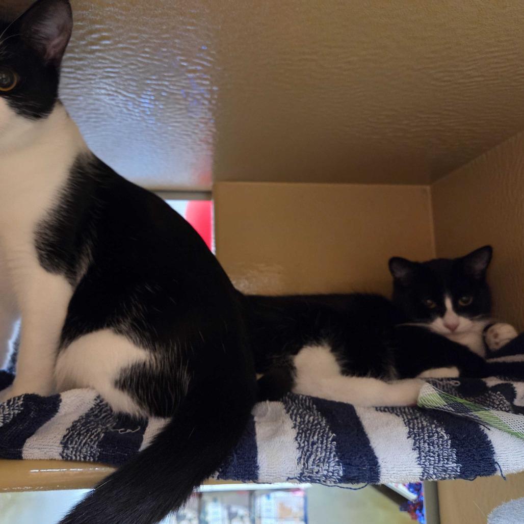 Enlarge Cyndi, a Adoptable Domestic Short Hair in Abbotsford, BC image 6/6