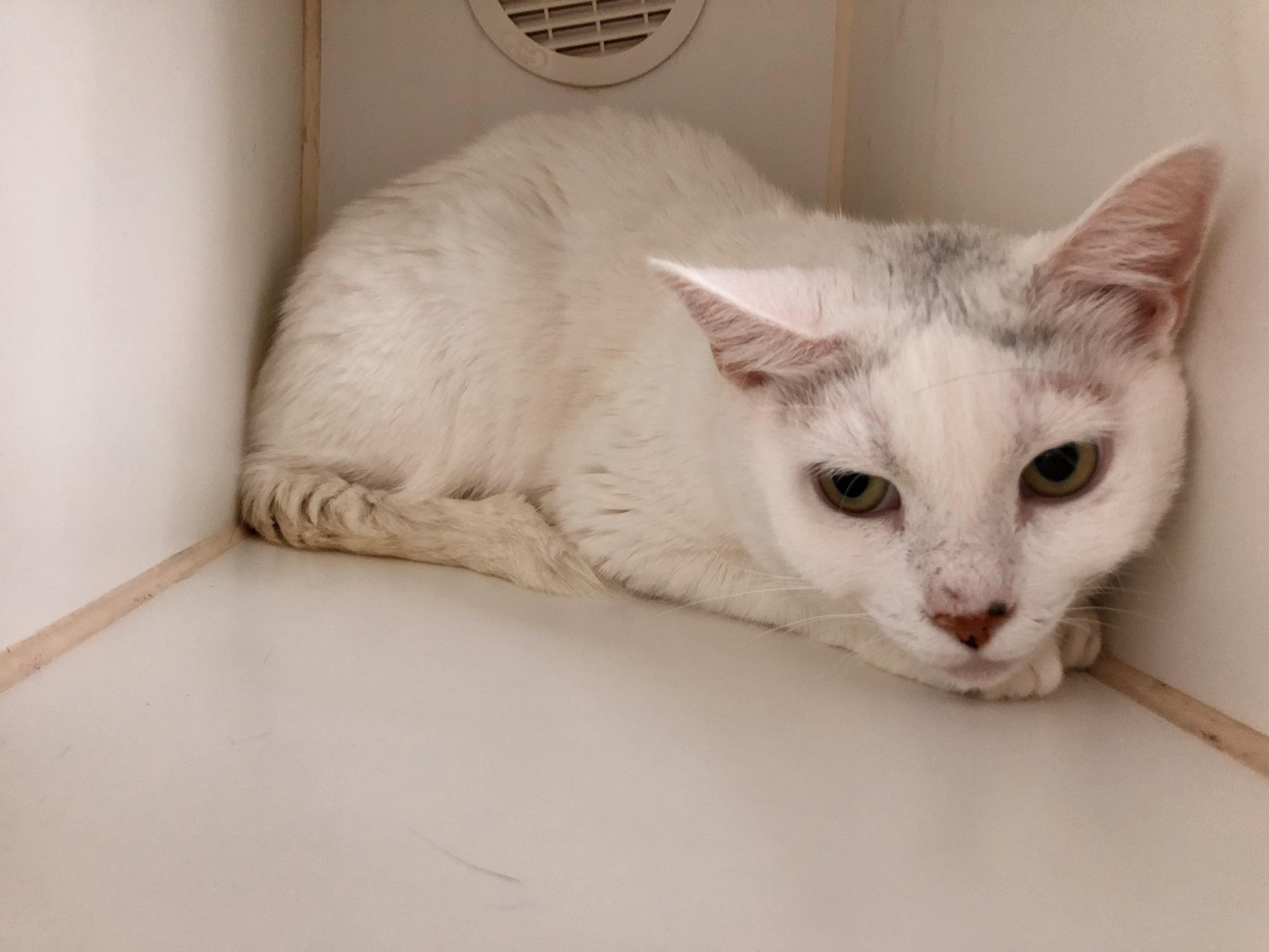 Enlarge Betty White, a ADOPTABLE Domestic Short Hair in Salisbury, MA image 4/6