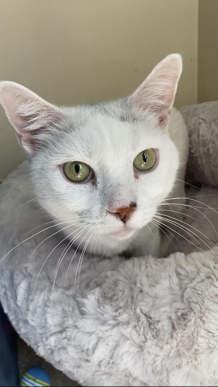 Betty White, ADOPTABLE, Adult Female Domestic Short Hair.