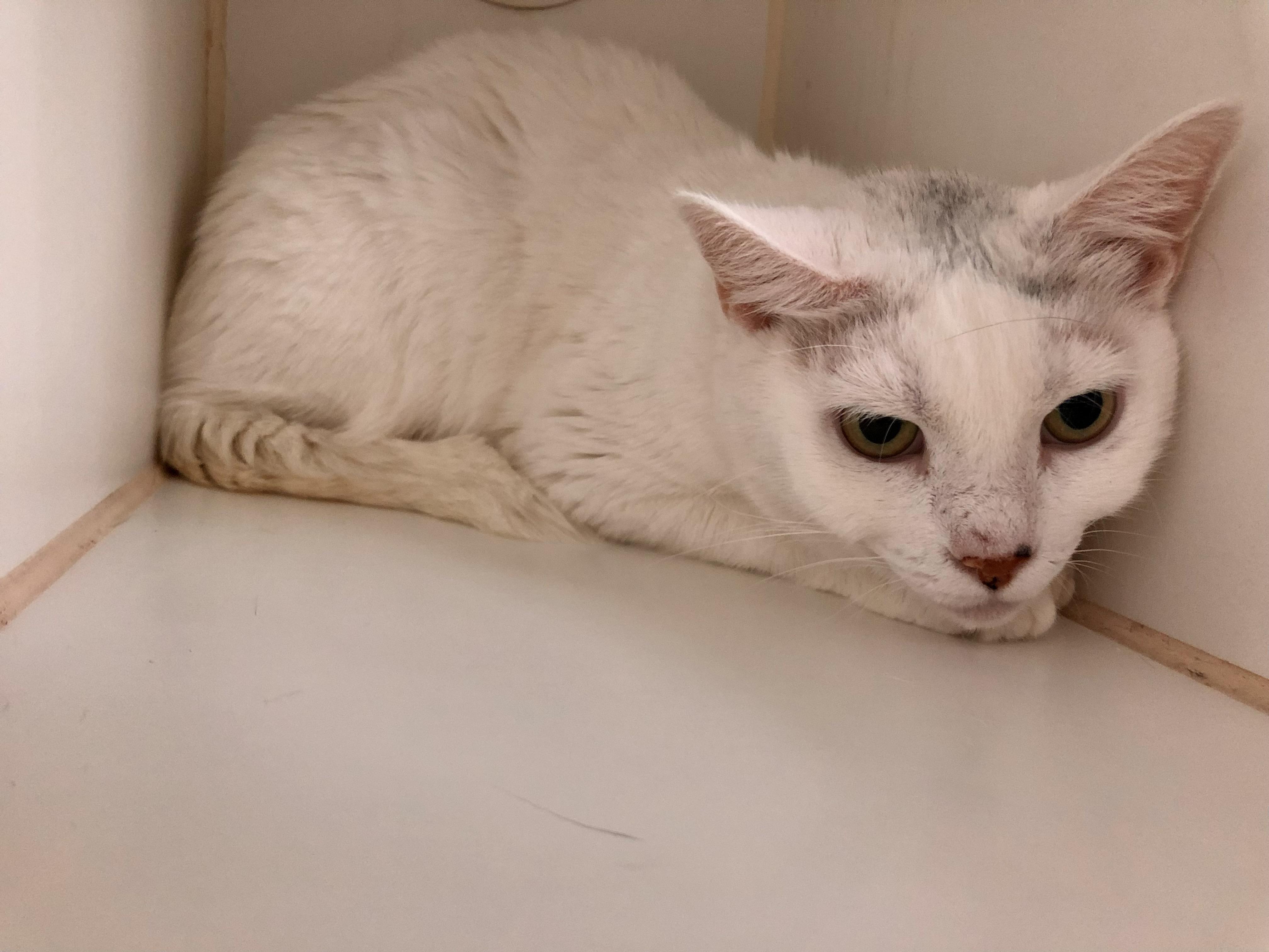 Enlarge Betty White, a ADOPTABLE Domestic Short Hair in Salisbury, MA image 3/6