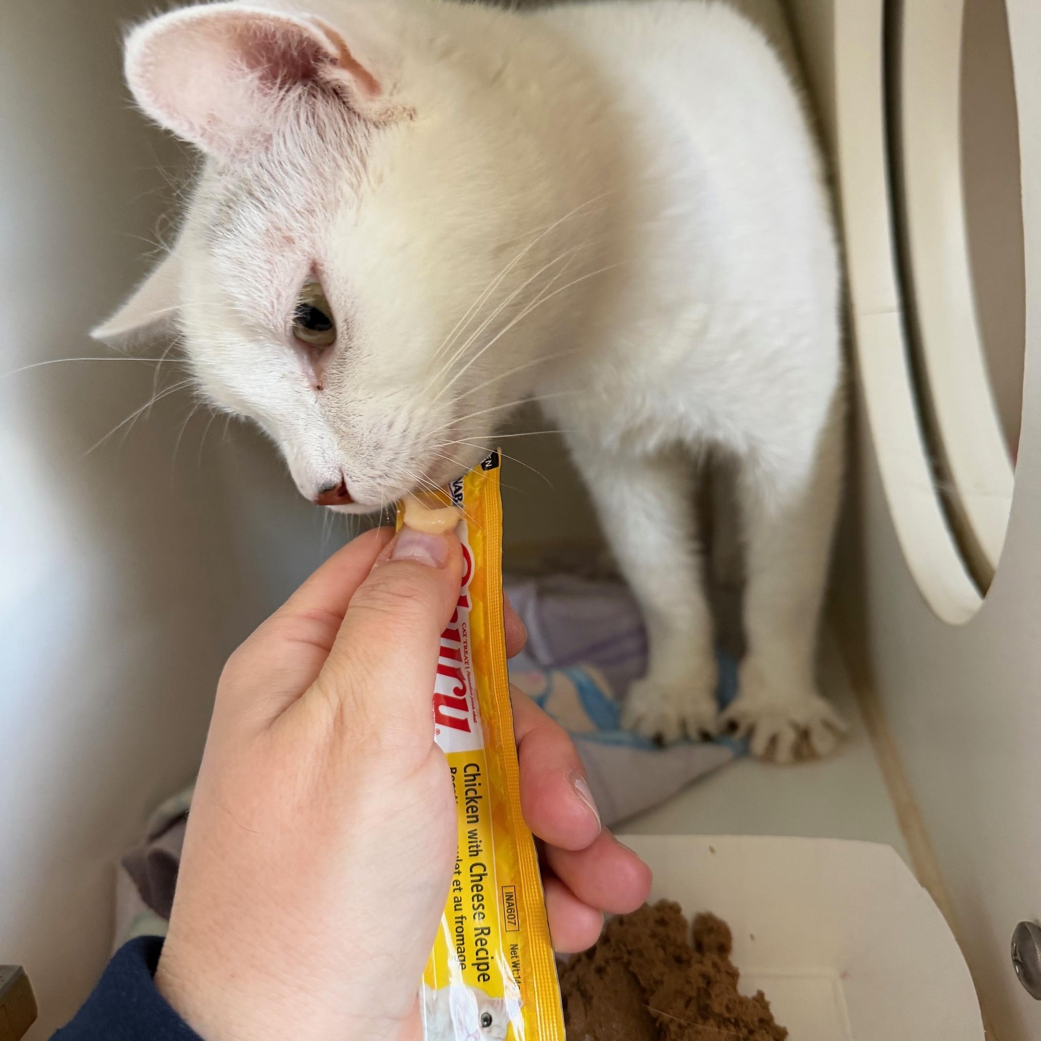 Enlarge Betty White, a ADOPTABLE Domestic Short Hair in Salisbury, MA image 1/6