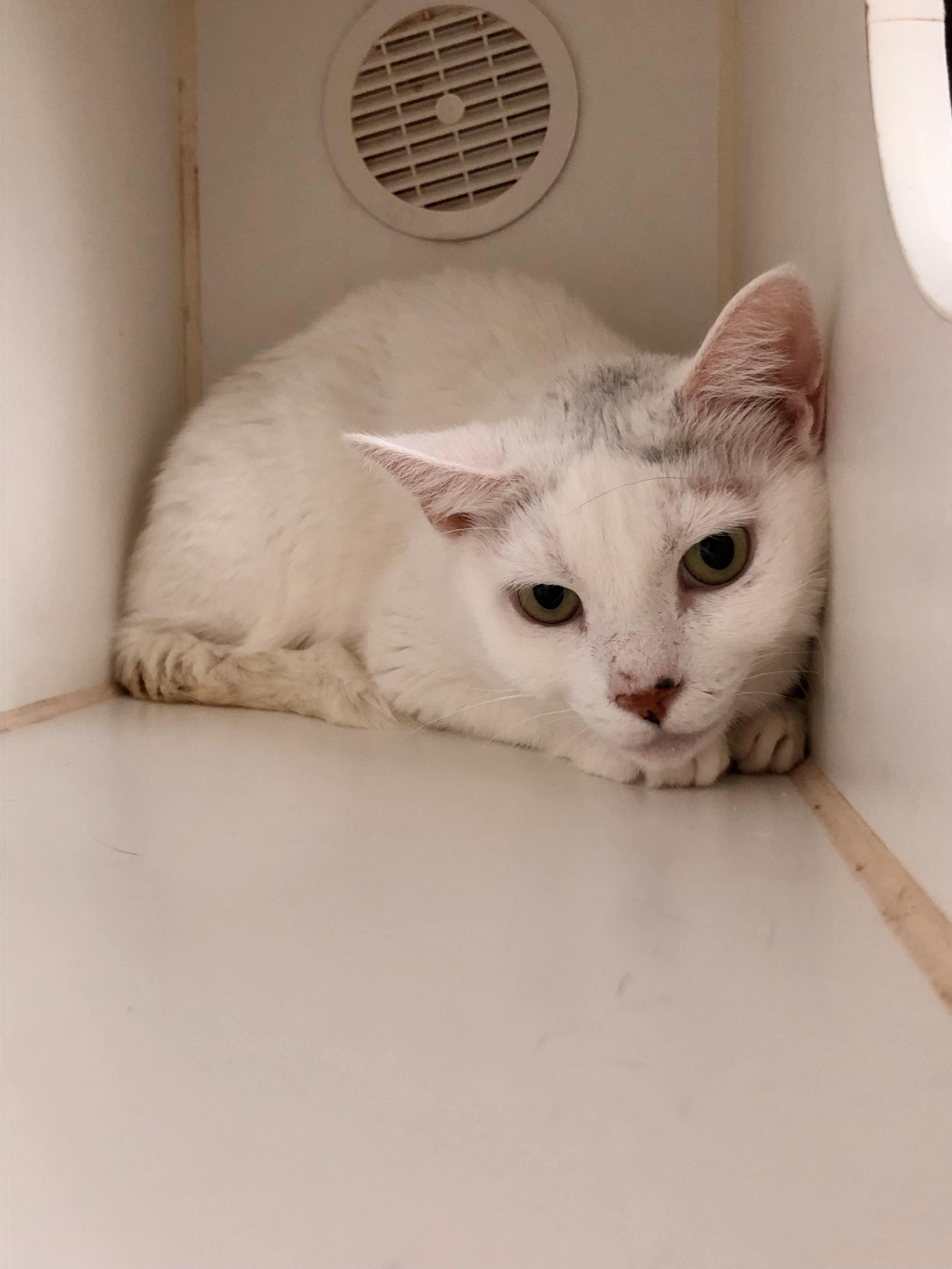 Enlarge Betty White, a ADOPTABLE Domestic Short Hair in Salisbury, MA image 6/6