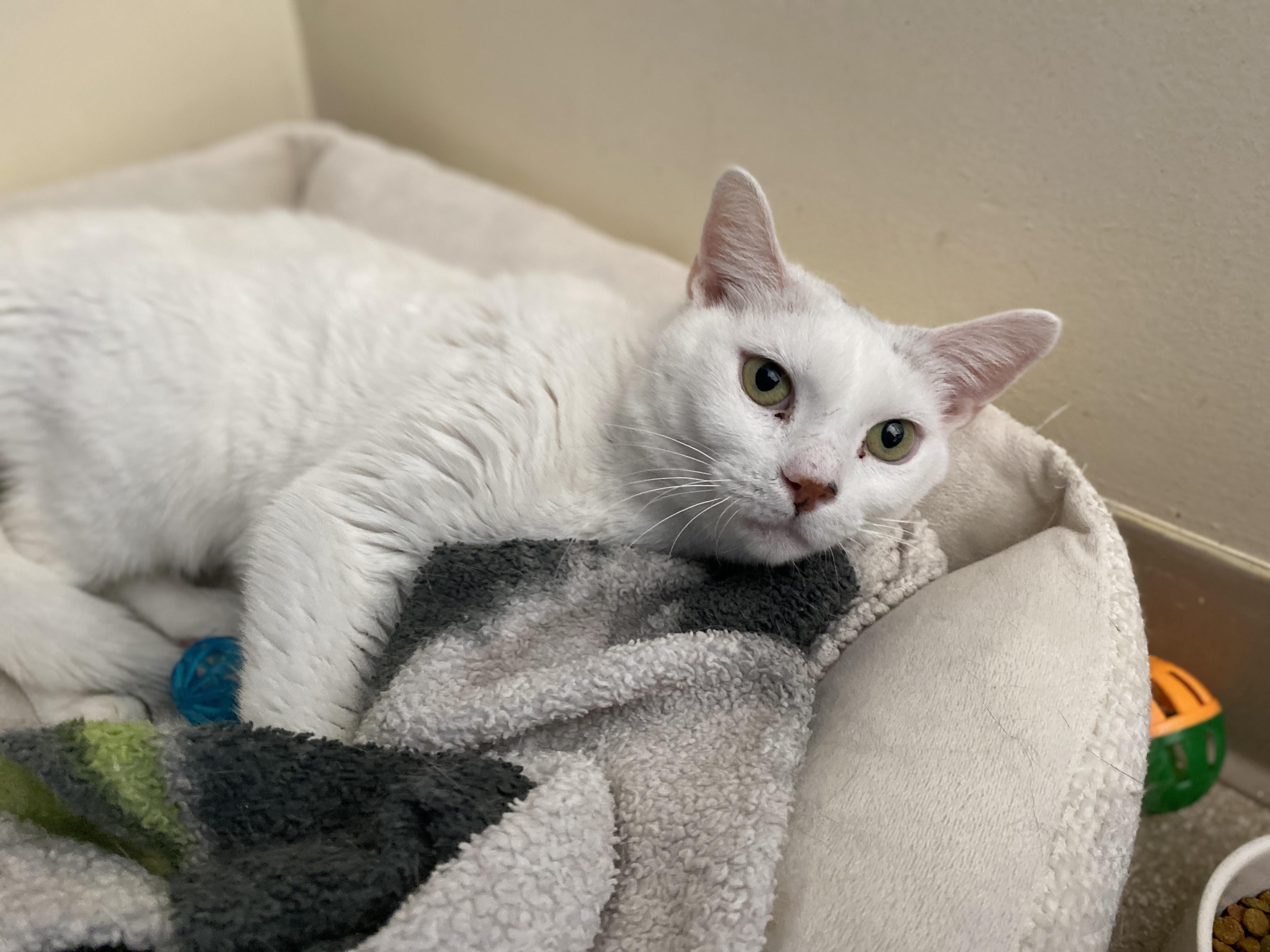 Betty White, ADOPTABLE, Adult Female Domestic Short Hair.