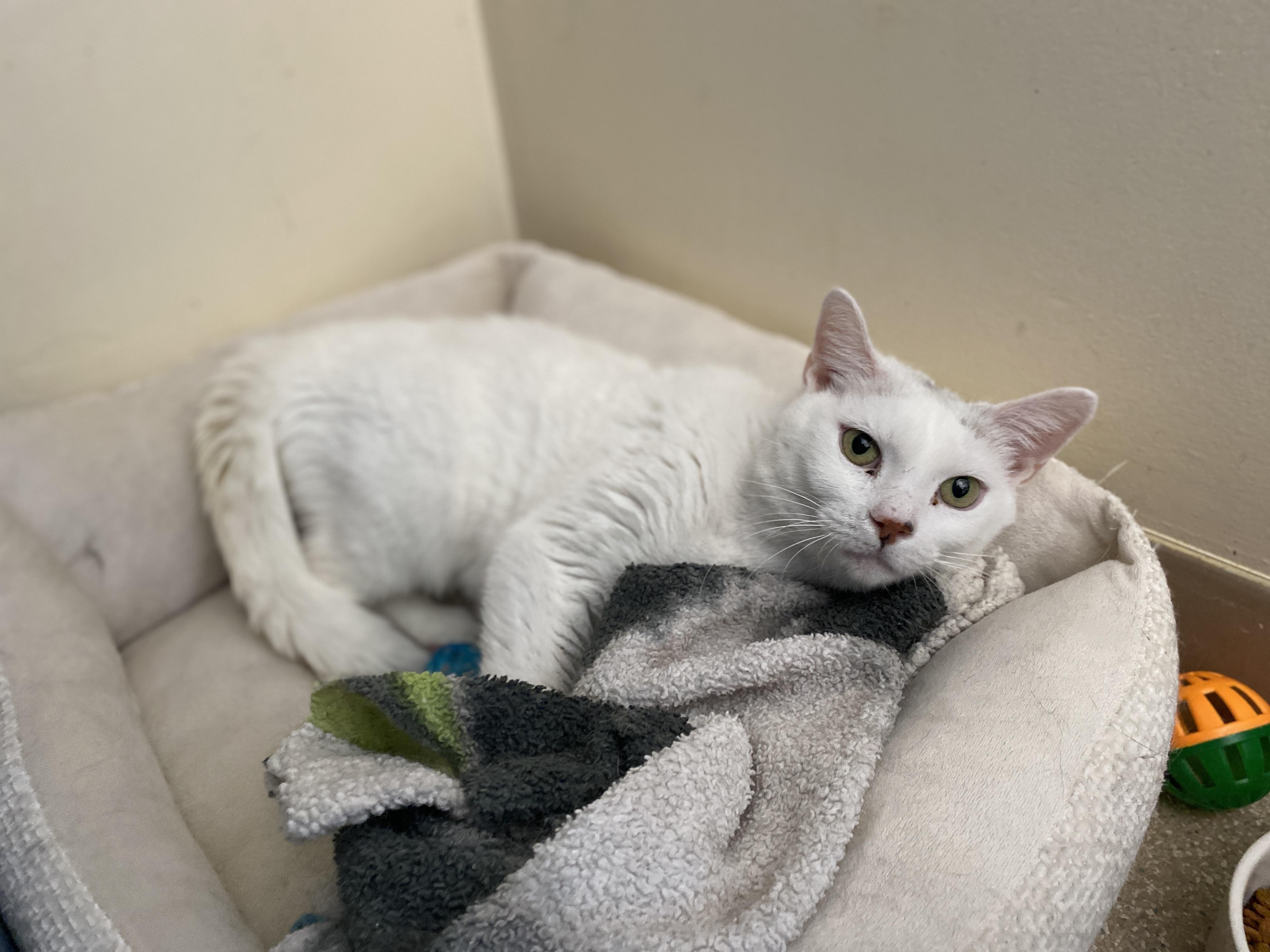 Enlarge Betty White, a ADOPTABLE Domestic Short Hair in Salisbury, MA image 3/5