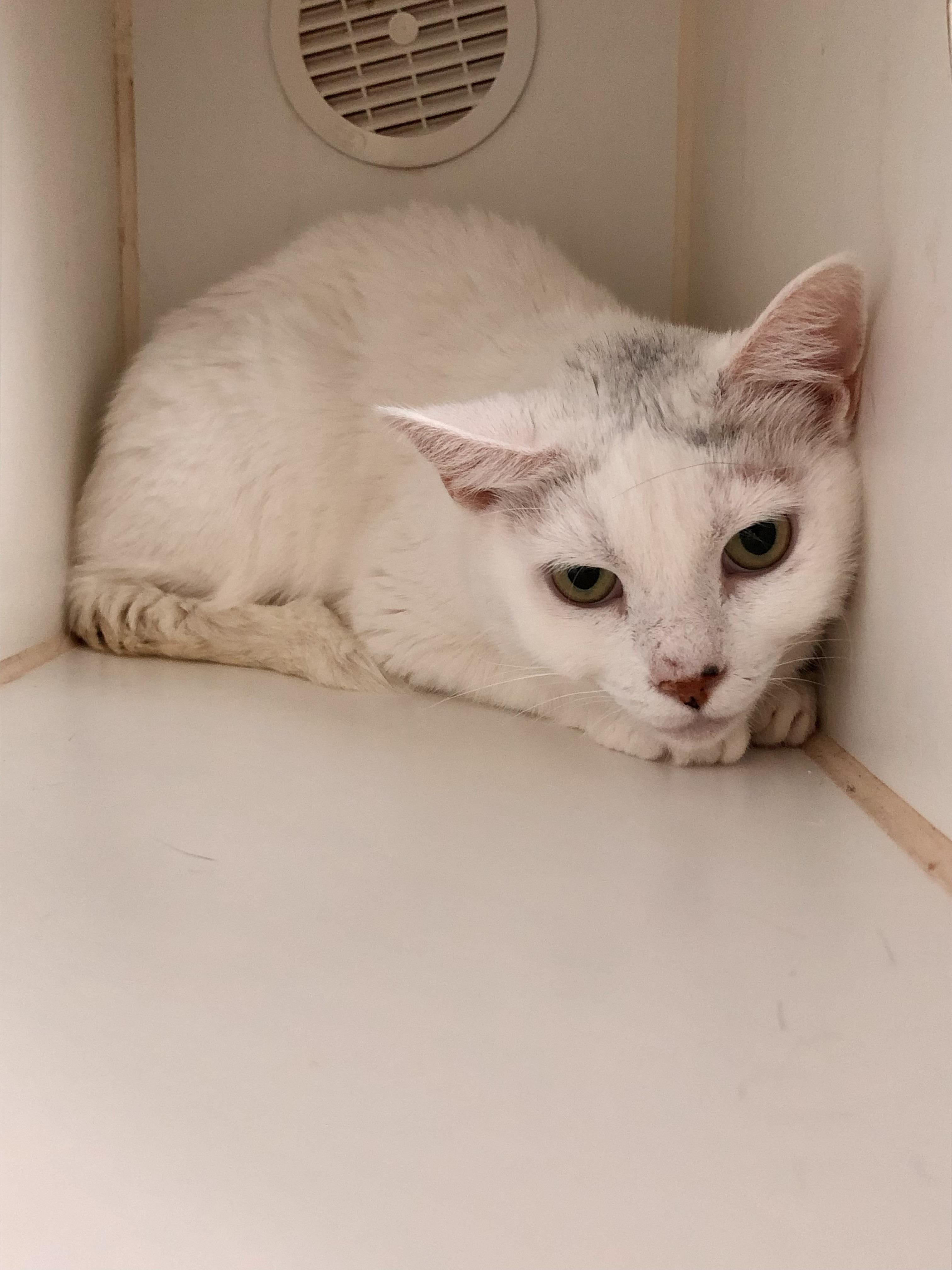 Enlarge Betty White, a ADOPTABLE Domestic Short Hair in Salisbury, MA image 2/6