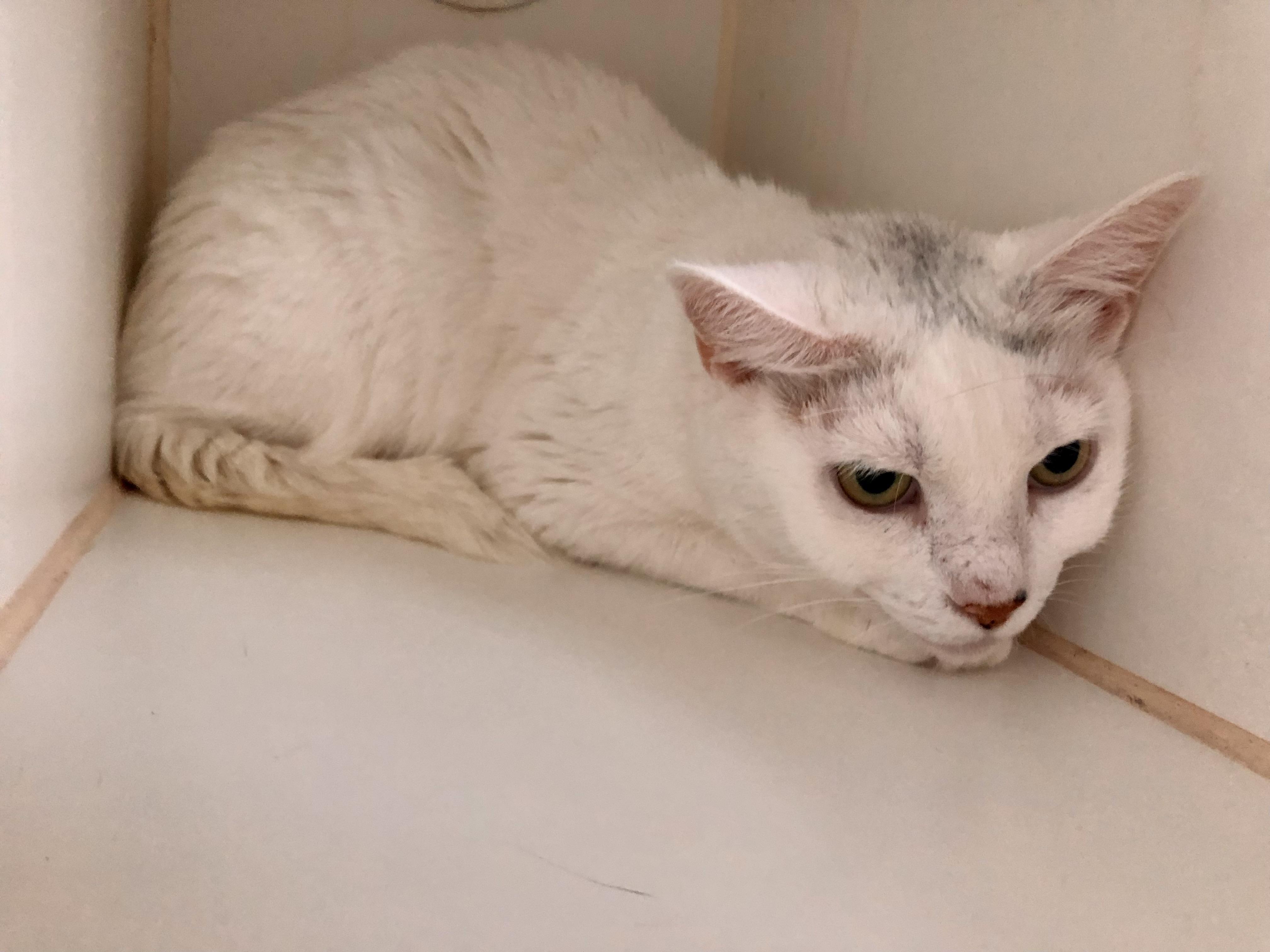 Enlarge Betty White, a ADOPTABLE Domestic Short Hair in Salisbury, MA image 5/6