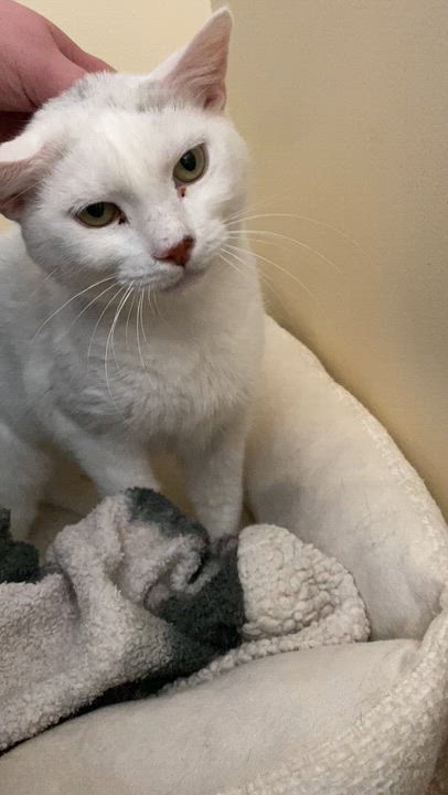 Enlarge Betty White, a ADOPTABLE Domestic Short Hair in Salisbury, MA video 2/5