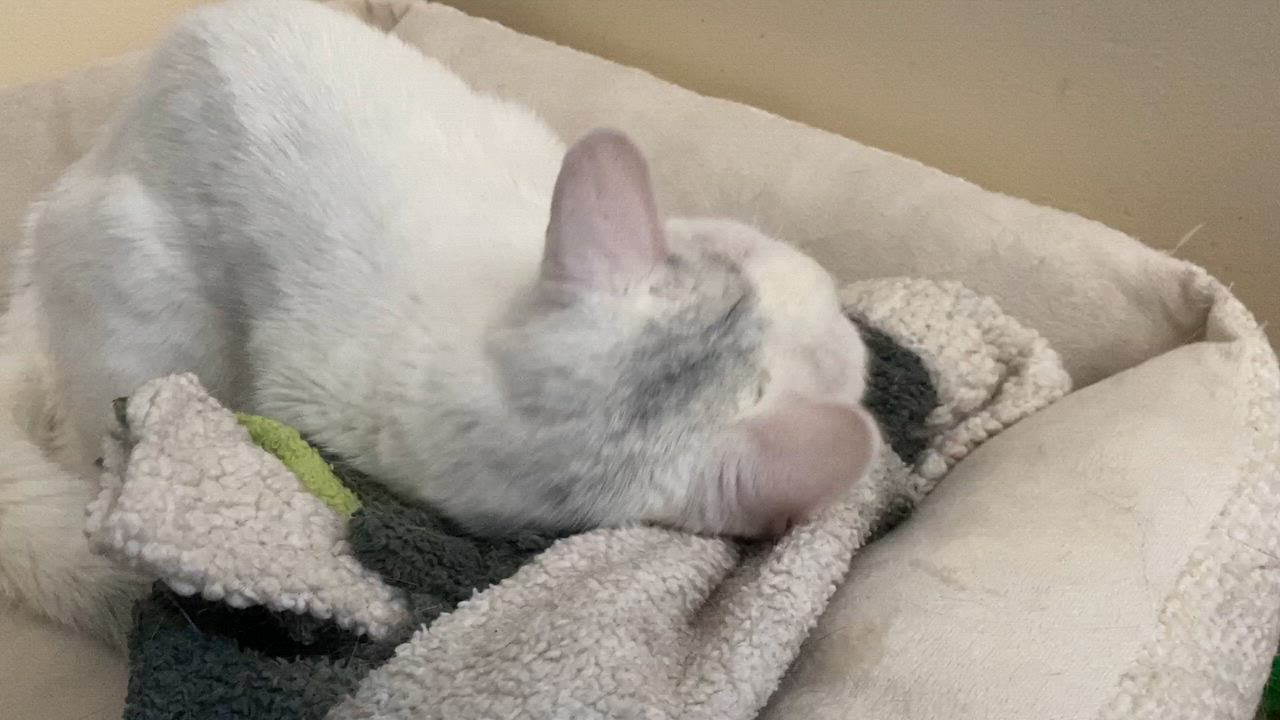 Enlarge Betty White, a ADOPTABLE Domestic Short Hair in Salisbury, MA video 4/5