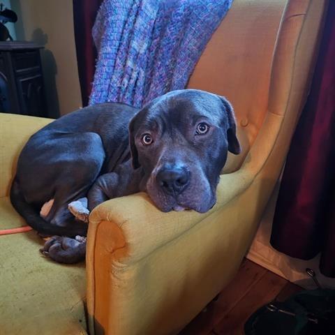 Commander, Adoptable, Adult Male Cane Corso & Pit Bull Terrier.