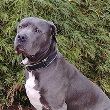 Enlarge Commander, a Adoptable mixed breed in Tacoma, WA image 3/4