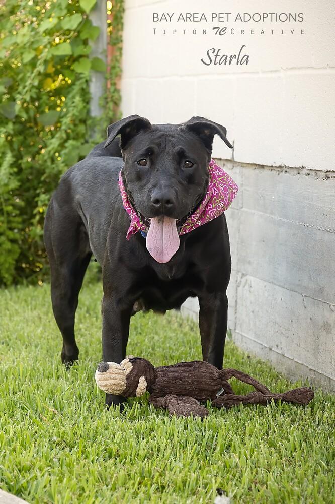 Enlarge Starla, a Adoptable mixed breed in San Leon, TX image 1/6