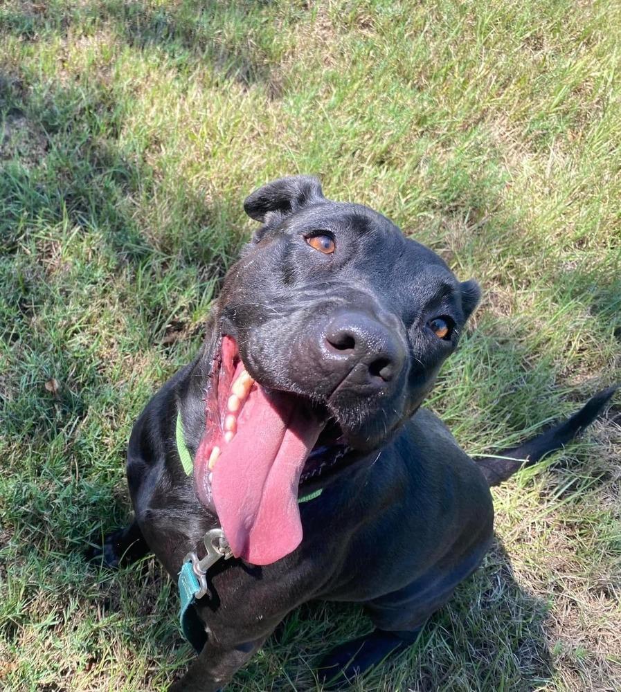 Enlarge Starla, a Adoptable mixed breed in San Leon, TX image 2/6