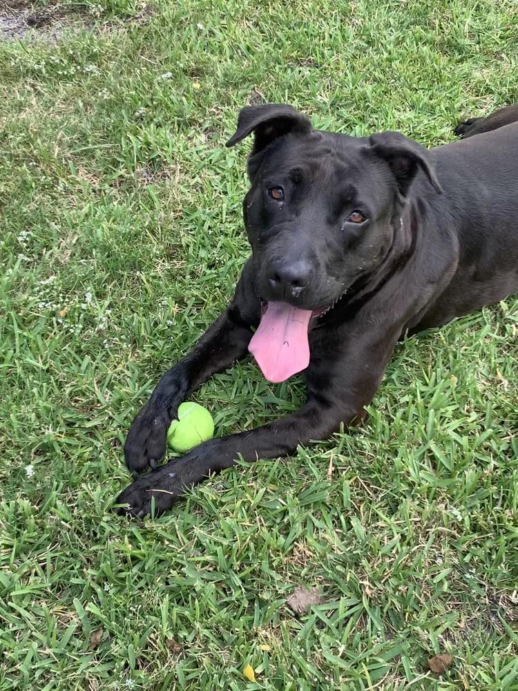 Enlarge Starla, a Adoptable mixed breed in San Leon, TX image 3/6