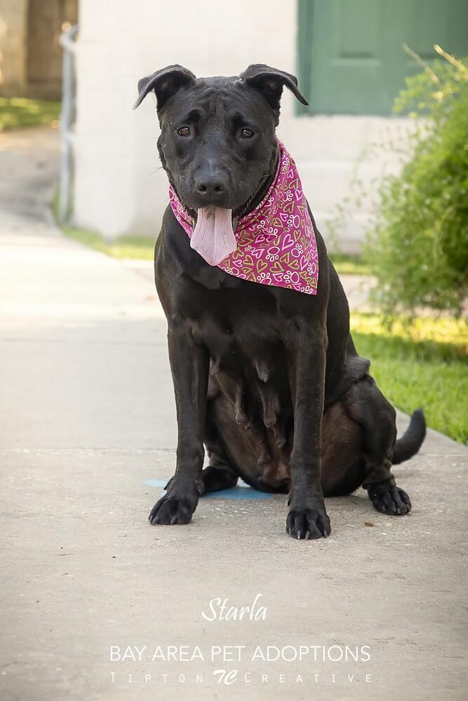 Enlarge Starla, a Adoptable mixed breed in San Leon, TX image 4/6