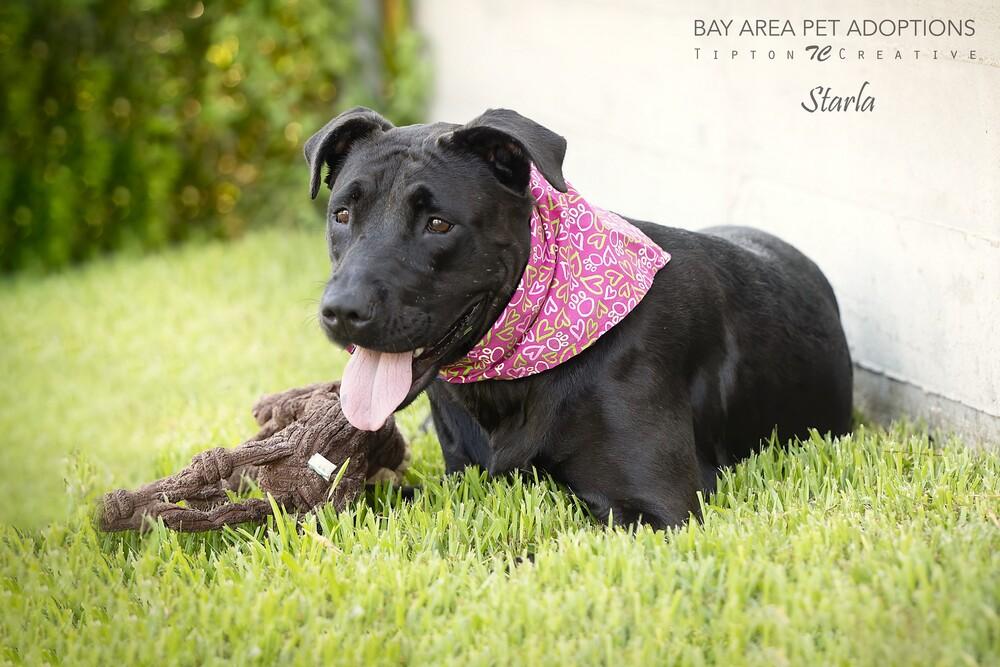 Enlarge Starla, a Adoptable mixed breed in San Leon, TX image 5/6