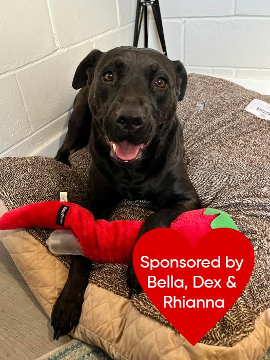 Enlarge Starla, a Adoptable mixed breed in San Leon, TX image 6/6