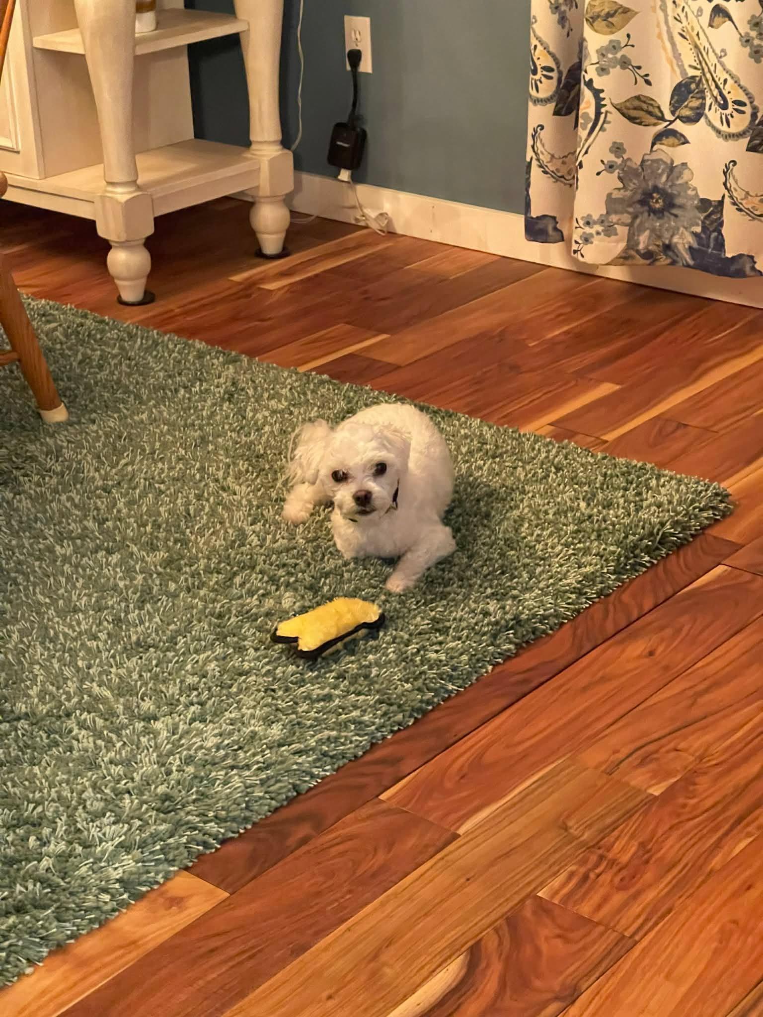 Enlarge Ziggy, a Adoptable Shih poo in West Greenwich, RI image 5/6