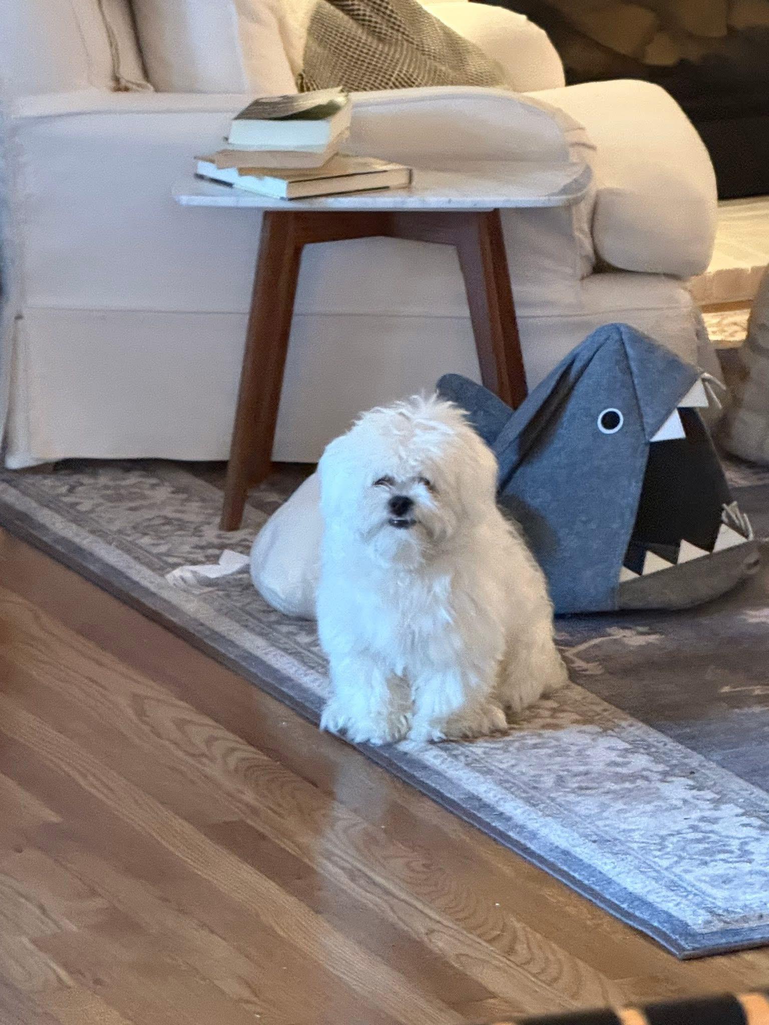 Enlarge Ziggy, a Adoptable Shih poo in West Greenwich, RI image 4/6