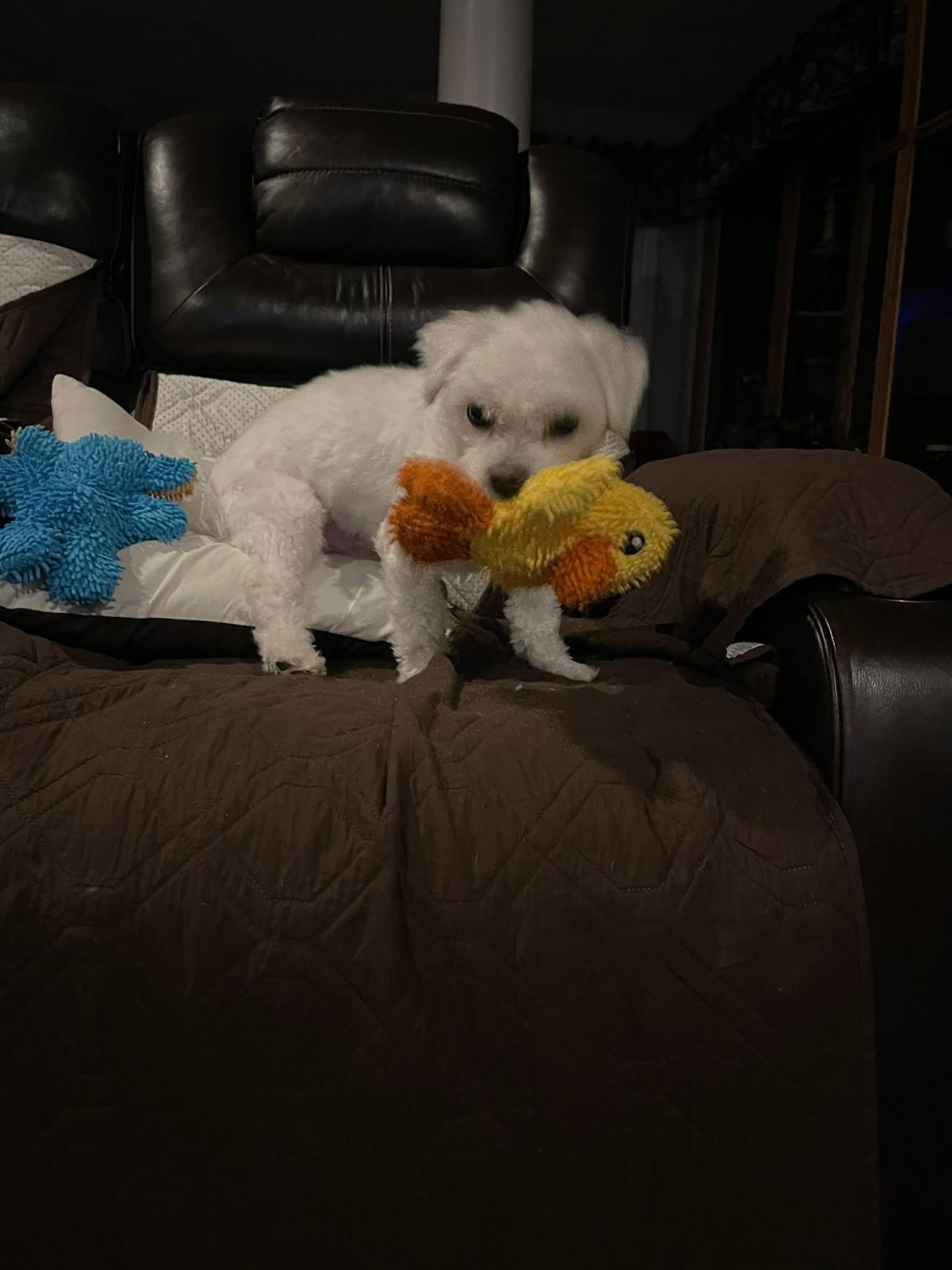 Enlarge Ziggy, a Adoptable Shih poo in West Greenwich, RI image 6/6