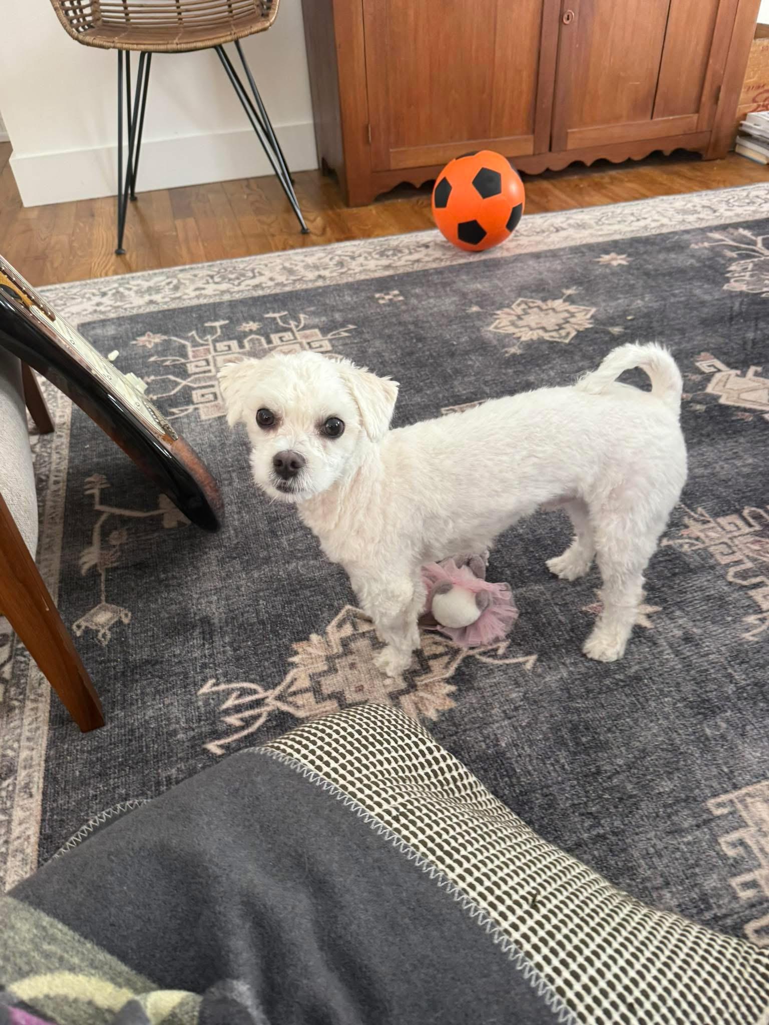 Enlarge Ziggy, a Adoptable Shih poo in West Greenwich, RI image 3/6