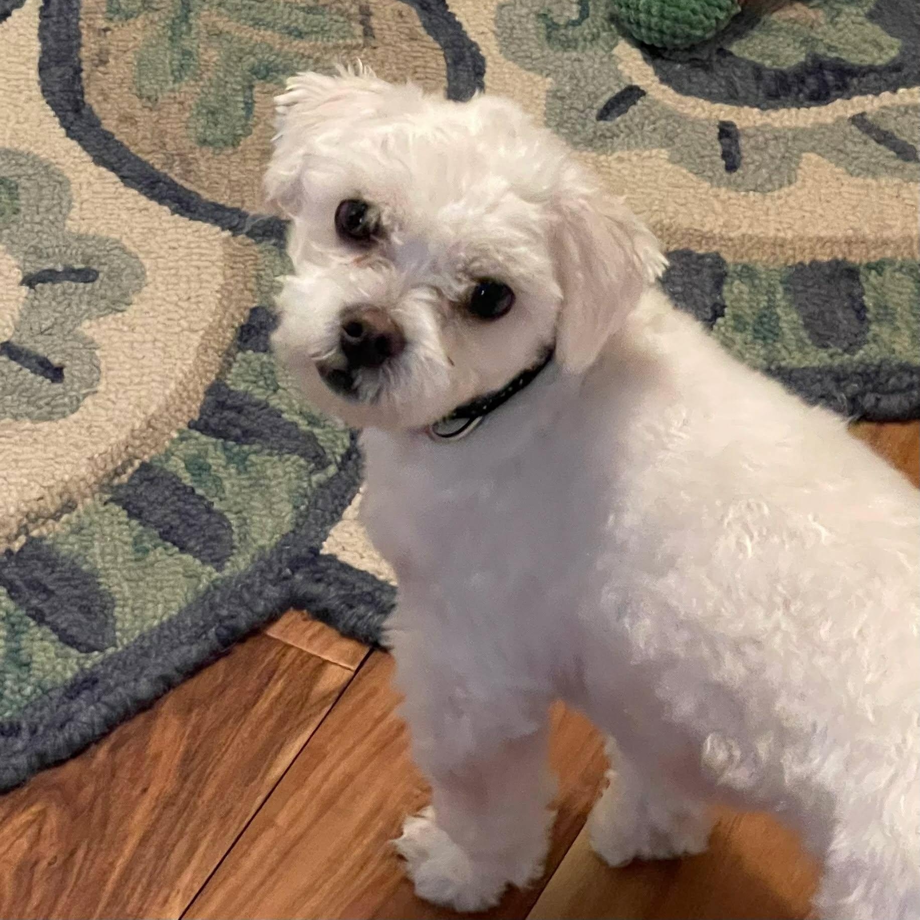 Ziggy, Adoptable, Young Male Maltipoo.