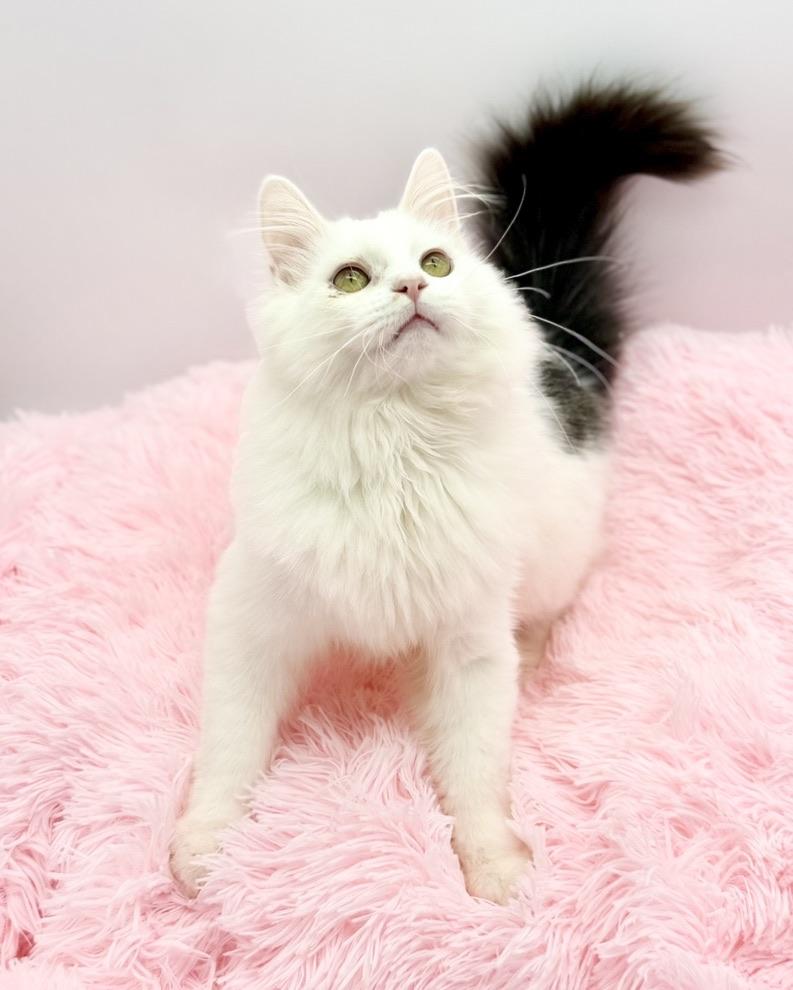 Saja, Adoptable, Kitten Male Ragdoll.