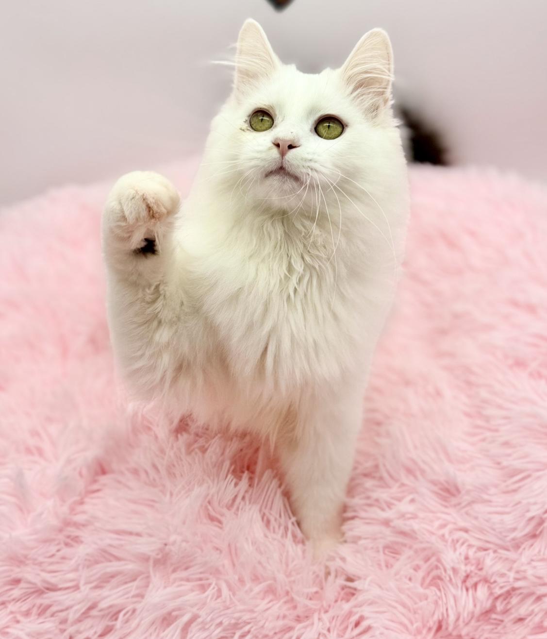 Enlarge Saja, a Adoptable Ragdoll in Covington, LA image 2/6