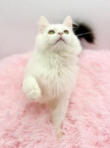 Enlarge Saja, a Adoptable Ragdoll in Covington, LA image 3/6