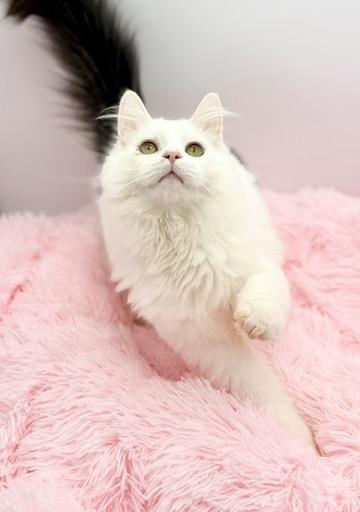 Enlarge Saja, a Adoptable Ragdoll in Covington, LA image 4/6