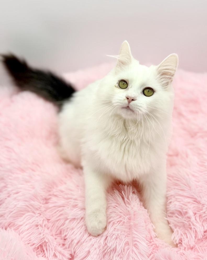 Enlarge Saja, a Adoptable Ragdoll in Covington, LA image 5/6
