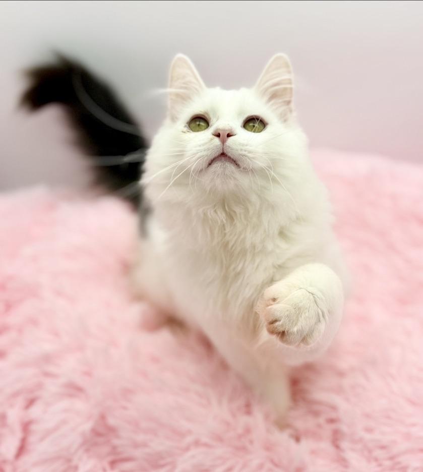 Enlarge Saja, a Adoptable Ragdoll in Covington, LA image 6/6
