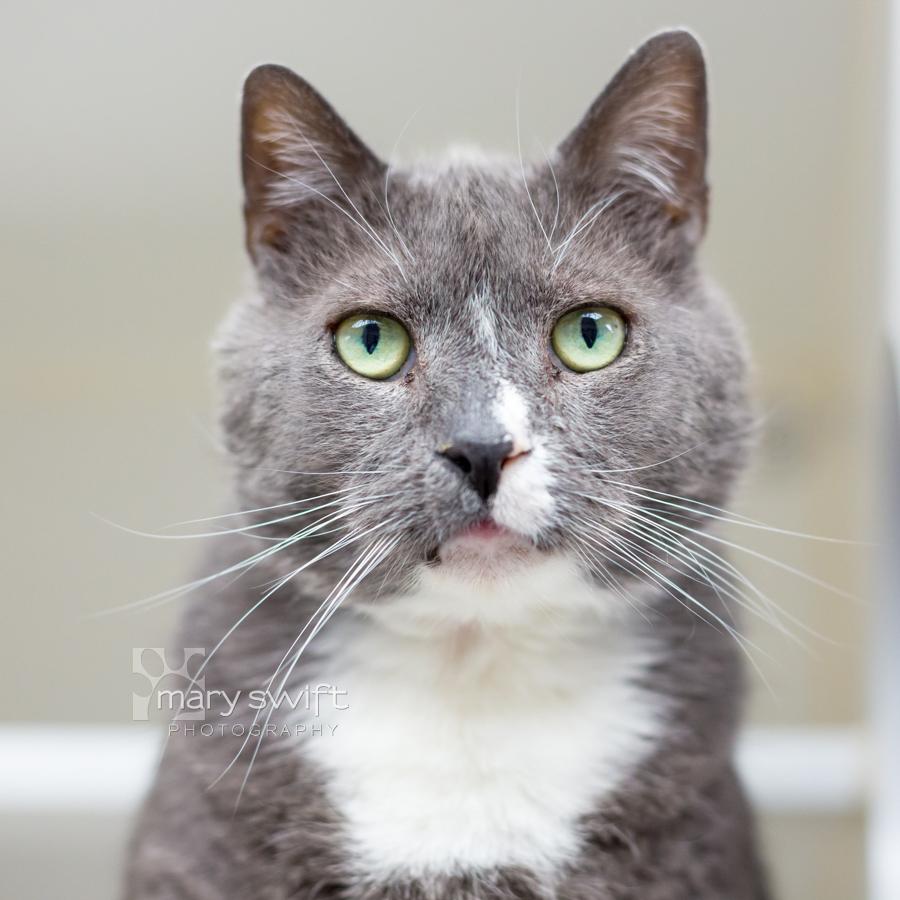 King Mouser thumbnail 2