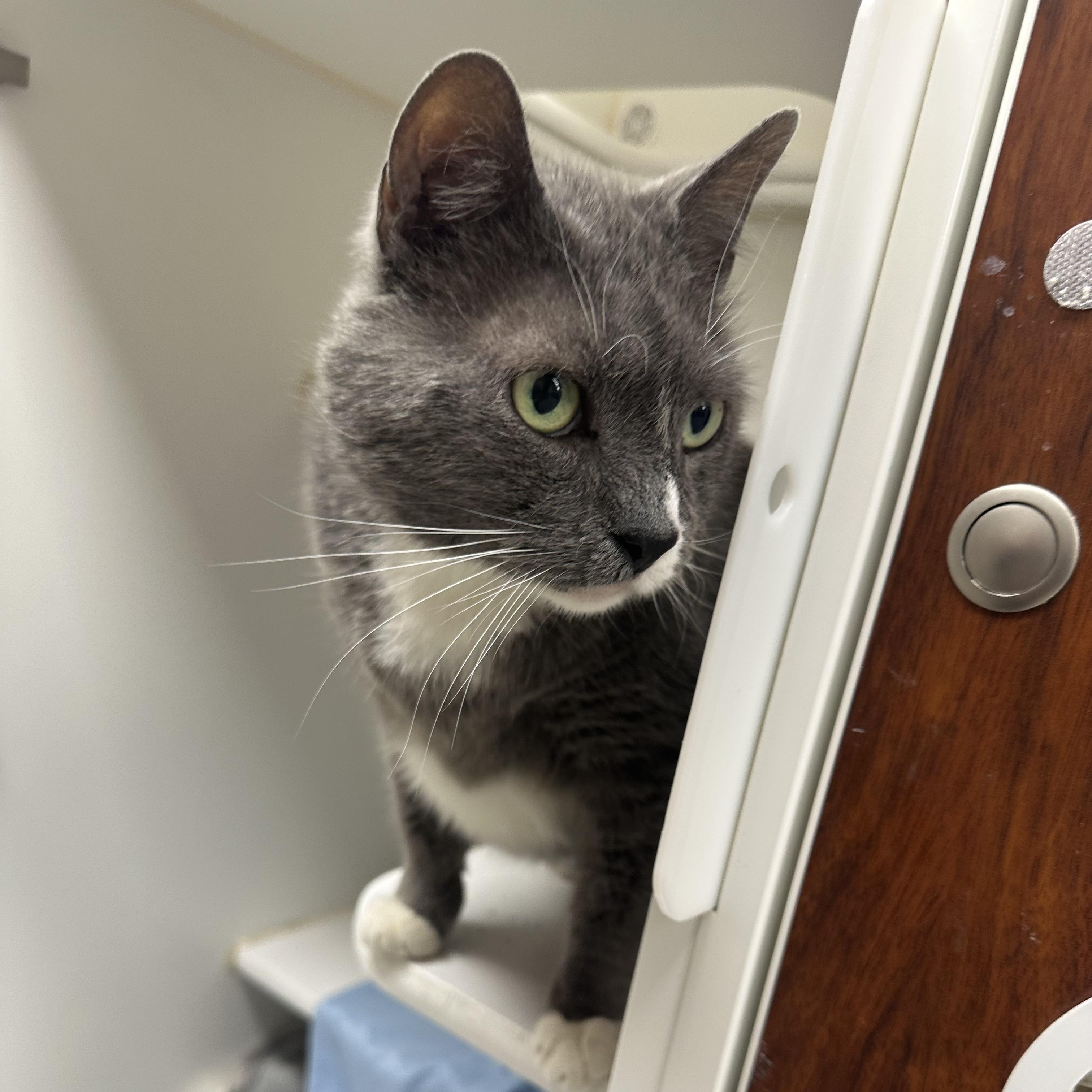 King Mouser thumbnail 3