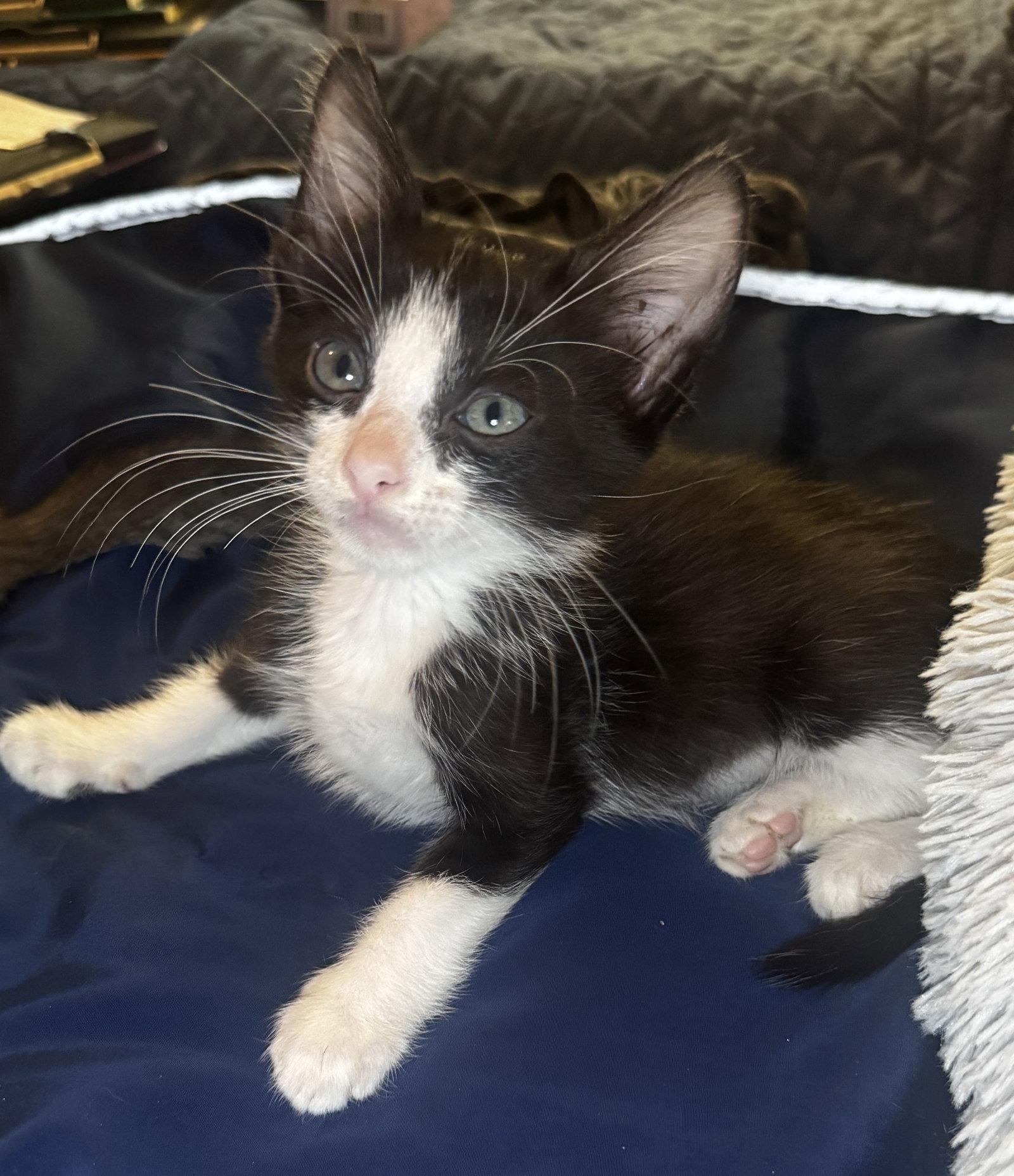 Shenanigan, Adopted, Kitten Male Domestic Short Hair.