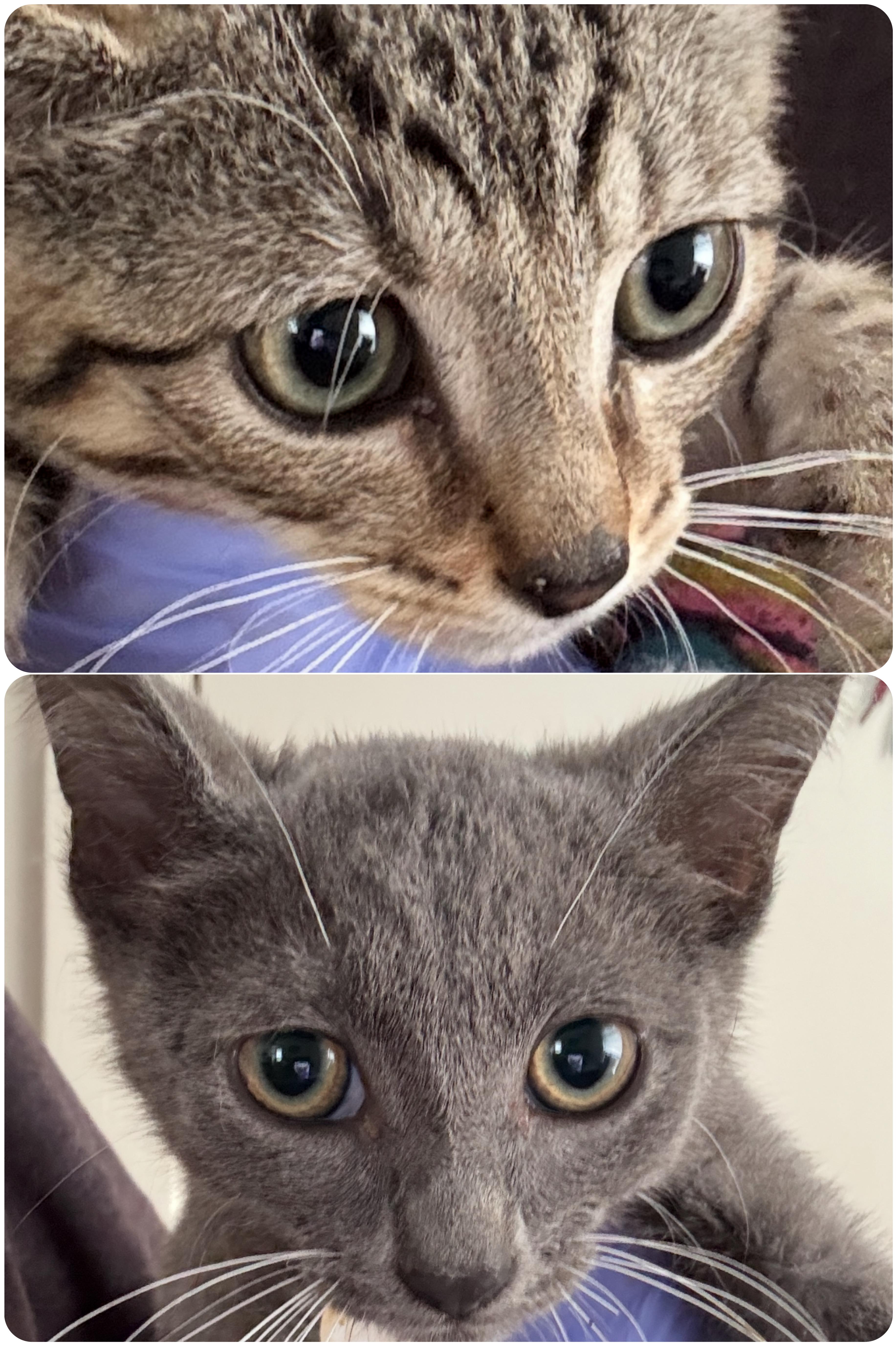 Mark & Wasabi, adopted, Kitten Male Russian Blue & Tabby.