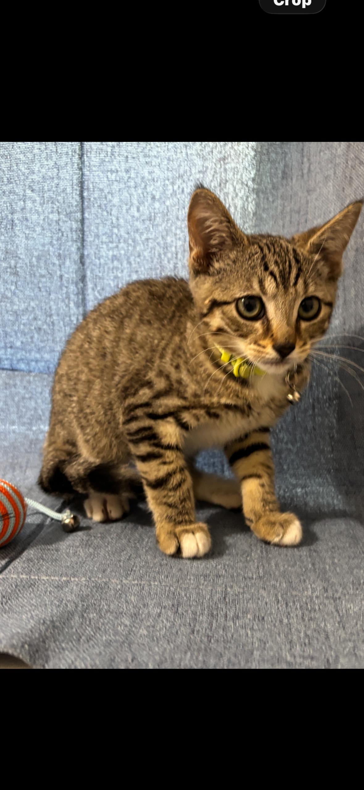 Enlarge Mark & Wasabi, an adopted mixed breed in Flushing, NY image 6/6