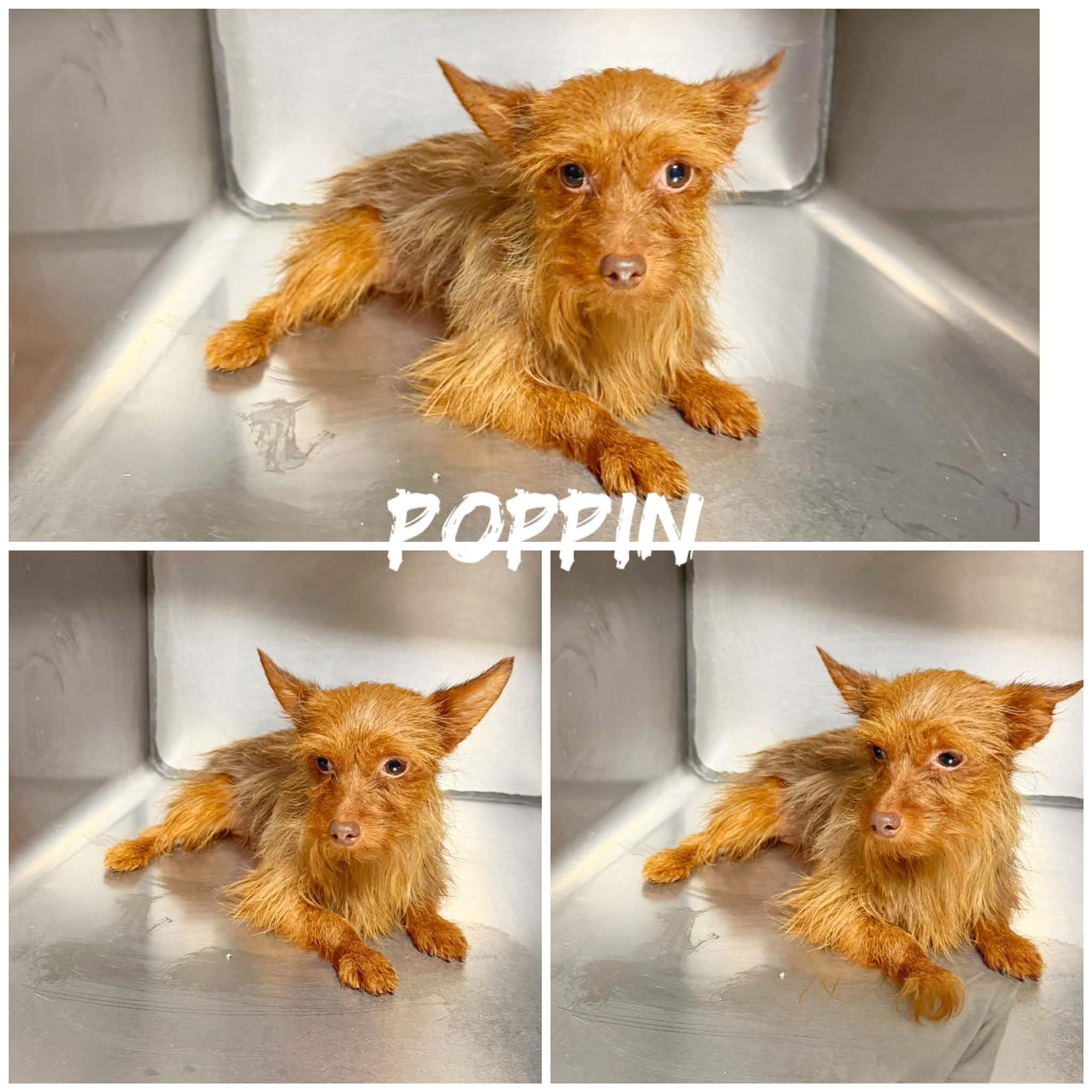 Poppin, ADOPTABLE, Adult Female Yorkshire Terrier.